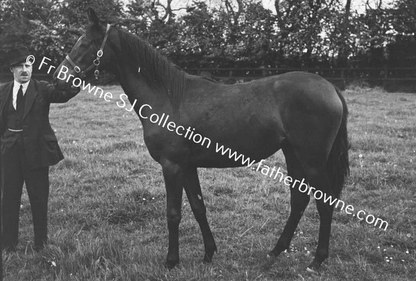 SHESLOON STUD   HORSES WITH ANDY MURRAY THE STUD GROOM